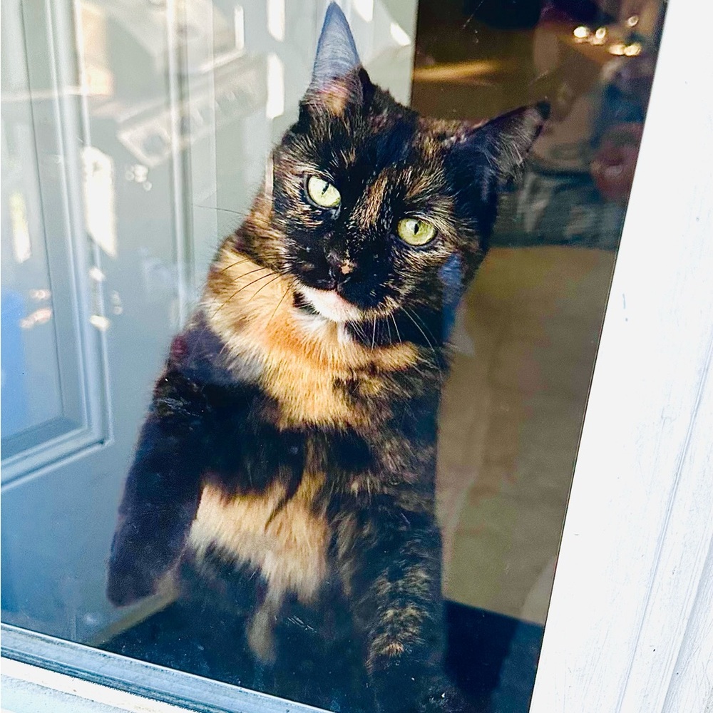 Meet your Posher, Shima